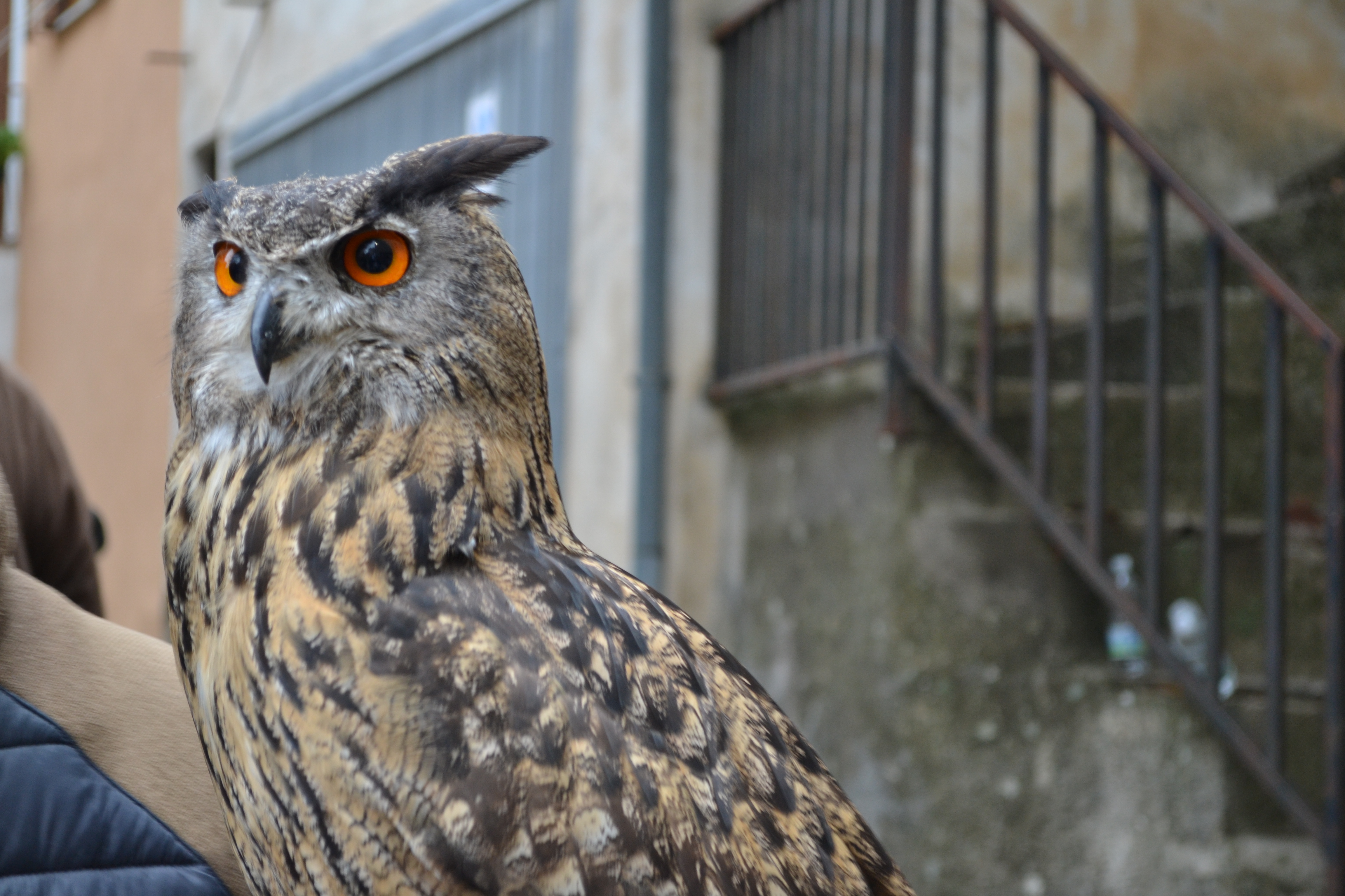 Foto di Vanessa Nicolì - Gufo Reale