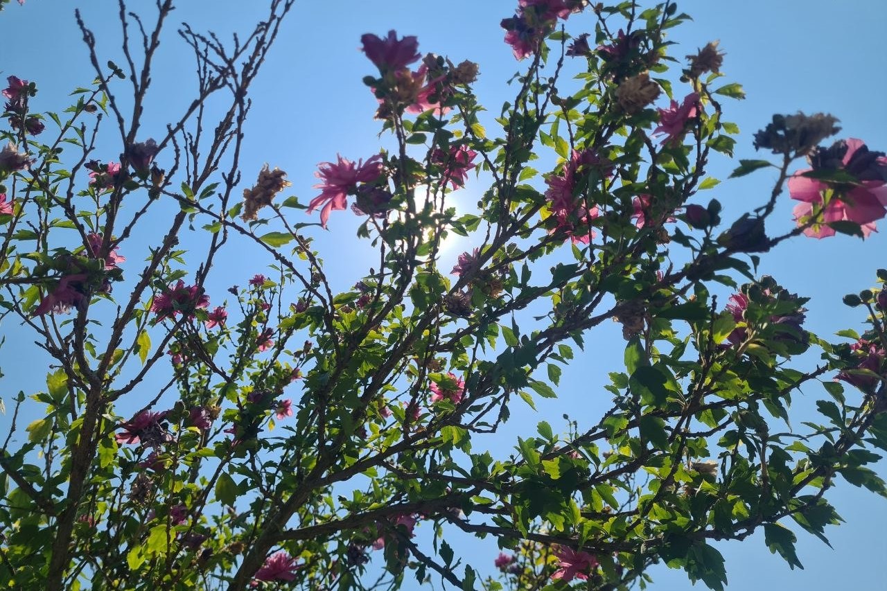 Foto di Vanessa Nicolì - Sole tra i fiori
